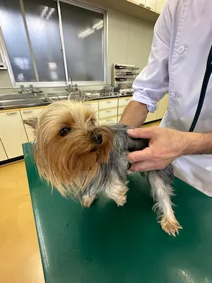 プロフェッショナルな獣医師